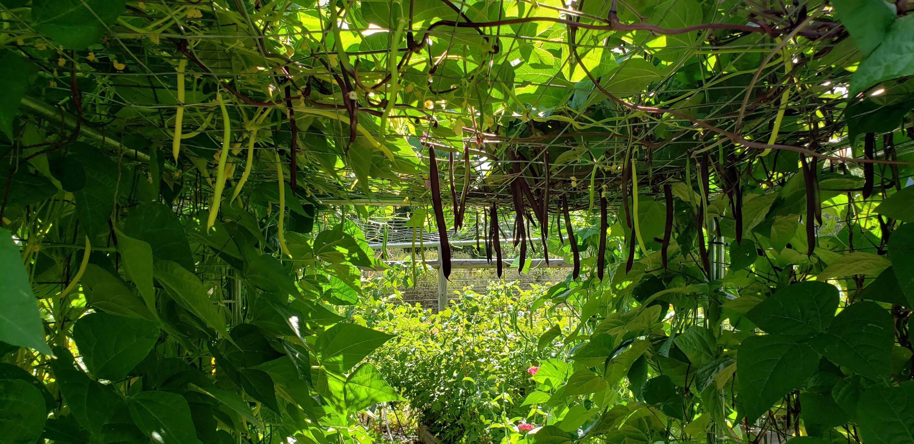 Verdant Forest