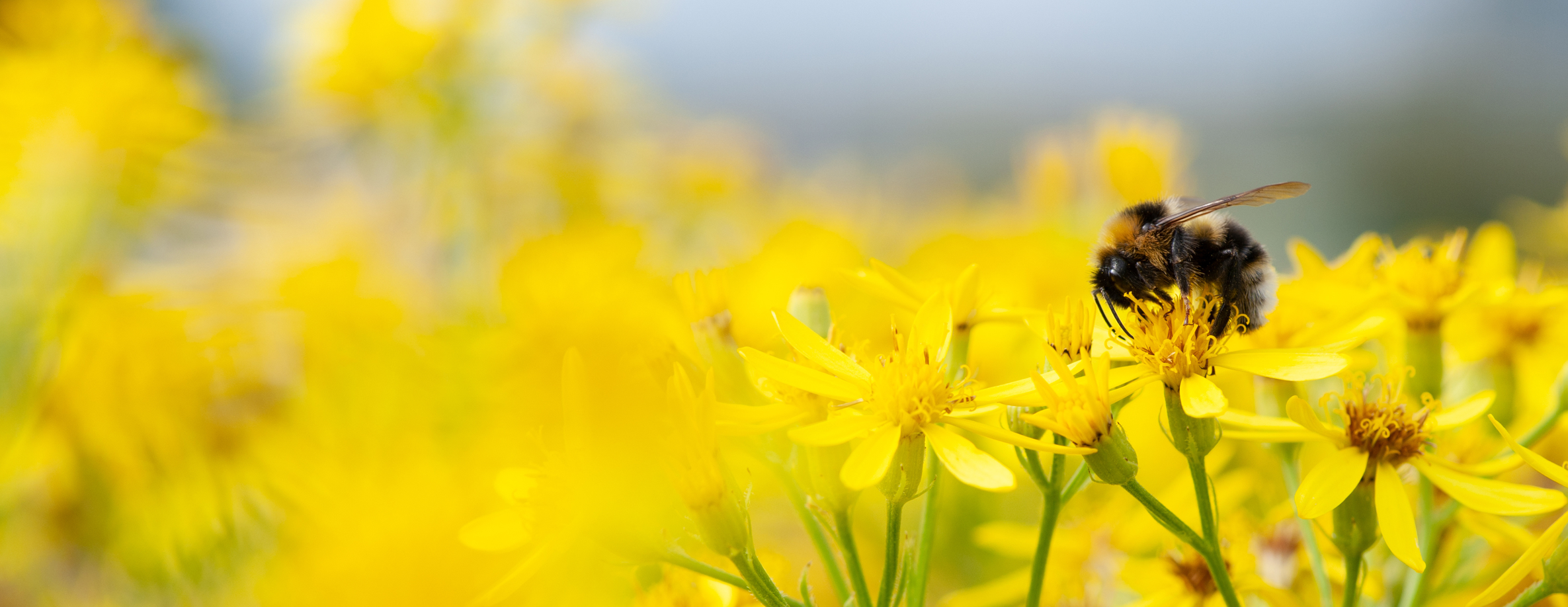 Yellow flower with a bee